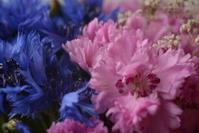 Field Blue Cornflowers And Pink Dianthus Campestris Close-up