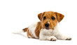 puppy jack russell on a white background
