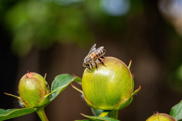 Beautiful bright insects close-up. Macro photography.