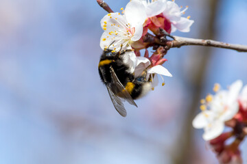 bee on a flower