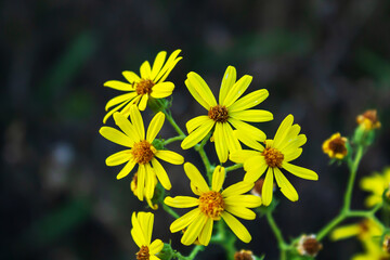 Canvas Print - yellow flowers in the garden