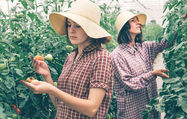 Two girls working on a tomato farm greenhouse. Work on an organic farm.