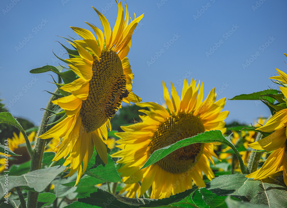 Wbrew pozorom nazwa słonecznika nie nawiązuje wcale do faktu, że jego kwiat przypomina słońce otoczone promieniami.  - obrazy, fototapety, plakaty 