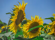 Wbrew pozorom nazwa słonecznika nie nawiązuje wcale do faktu, że jego kwiat przypomina słońce otoczone promieniami. 