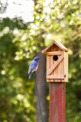 Wall Mural - American Bluebird male appearing to check out nesting box before showing it to his mate