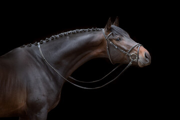 Wall Mural - Horse portrait in bridle on black background