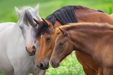 Wall Mural - portrait of a horse