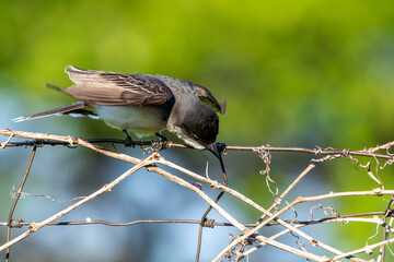 Sticker -  Eastern kingbird  is a large tyrant flycatcher native to North America. 