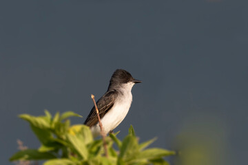 Canvas Print -  Eastern kingbird  is a large tyrant flycatcher native to North America. 