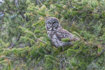 great gray owl perched
