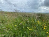 Fototapeta Krajobraz - Long grasses, and wild flowers, on the edge of the moor above, Cowling, Keighley, UK