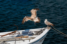 Close Up Of Seagulls On A Boat In The Sea - One Flying And One Having A Rest