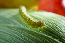 Green Caterpillar Pest On Corn