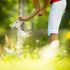 Wall Mural - Cute little dog doing agility drill - running slalom, being obediend and making his master proud and happy