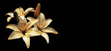 Condolence Card With Yellow Lilies Isolated On Black Background