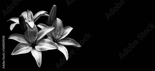 Fotomural Sympathy card with lilies isolated on black background