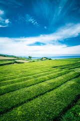 beautiful landscape of tea plantation in sao miguel island, azores, portugal