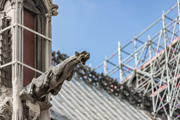 Wall Mural - Gargoyles of Notre Dame Cathedral, Paris, France