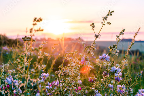 Beautiful wildflowers on a green meadow. Warm summer evening