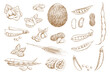 Nuts, beans and legumes vector sketch. Shelled pistachio nuts, beans and pea pod, hazelnut, peanut and walnut in shell, coffee berry, coconut and sunflower seed, almond, wheat ear hand drawn sketch