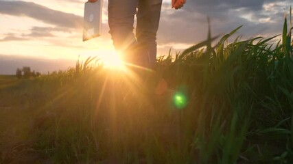 Sticker - agriculture. smart farming technology. close-up of a farmer feet in rubber boots with a digital tablet walk on a green field of grass wheat at sunset. sunny beautiful light. working scientist with