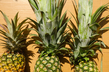 Freshly pick MD2 type pineapple in Pontian, Malaysia. The features  of the fruit are the golden color of its outer crust, exotic flavor, low acidity, external form is more symmetrical and uniform. 