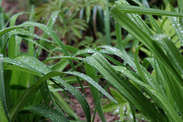 Water drops on long leaves nature background . 