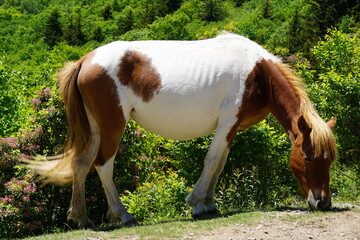 Flowers, Animals, Landscapes, Nature, Unique, Grayson Highlands State Park, Ponies, Pony, Wild