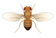 Drosophila Fruit Fly Insect Isolated. Male.