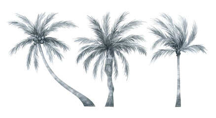 Watercolor palm tree in black and white color isolated on white background. Coconut tree in gently silver color. Vintage illustration elements. Floral jungle.