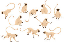 Set Of Cute Vervet Monkey Beige Monkey With Brown Face Cartoon Animal Design Flat Vector Illustration Isolated On White Background