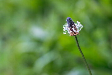 Wall Mural - plantain in the grass - close up view, blurred green background