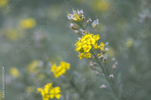 Fotografía Aurinia - yellow flowers in the spring garden, close up view