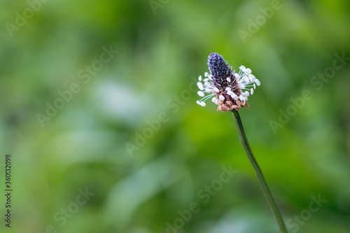 Cuadros en Lienzo plantain in the grass - close up view, blurred green background