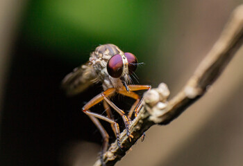 beautiful macro closeup shots of insects