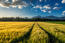 Yellow Wheat On Farming Field With Tractor Trails. Forest Trees In Background And Alps Mountain Range In The Distance. Agriculture Farmland Field In Late Afternoon. Low Angle, Wide Shot