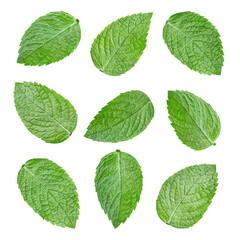 Wall Mural - Composition of many fresh mint leaves. Collection mint leaves Clipping Path isolated on white background. Professional studio macro shooting