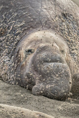 Wall Mural - Northern Elephant Seal bull portrait