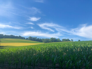 Agricultural field pops with bright greens and cheerful yellows under a blue tranquil sky. Corn field in foreground, swooping clouds in the sky. Nature background in natural light with copy space.