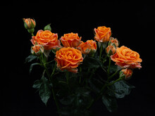 Orange  Rose Isolated On Black Background
