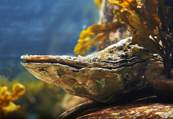 Living oyster under the sea water. Closeup.