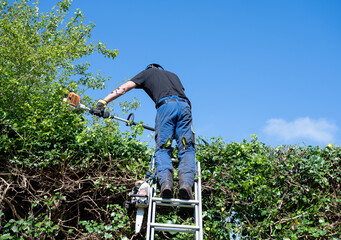 Wall Mural - A tree Surgeon or Arborist on top of a high hedge using power tools to cut it.