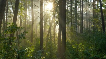 Fototapete - Walking through the morning forest. Sunny forest in the rays of the rising sun. Powerful trees and light haze. Magnificent sunrise in the forest, rays make their way through the branches of trees