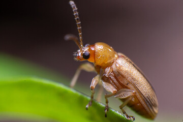 beautiful macro closeup shots of insects