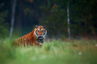 Amur tiger in the forest. Wildlife scene with danger animal. Siberian tiger, Panthera tigris altaica. Tiger in taiga environment.