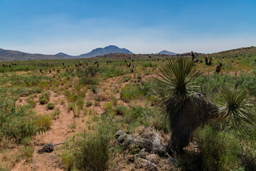 Wall Mural - The view from Separ road, New Mexico.