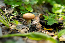 Mushrooms In The Forest Grow On The Ground Natural Wild. High Quality Photo