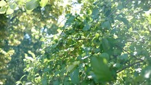 Steady, Close-up Shot Of Small Green Apples Growing On Tree. Natural Backlight Effect With Lens Flare. Apple Tree Branches Swinging From Wind With Active Throbbing Light Background. 4 K Video