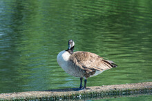 Canada Goose (Branta Canadensis). A Big Duck-like Bird. Green Water Background