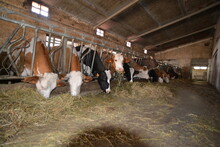 Mucche,Latte,Allevamento Biologico Bovini